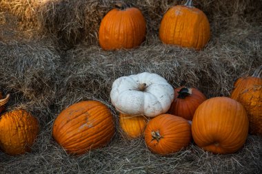 Orange ve White Pumpkins Sonbaharda Yığılmış Saman Balyaları Üzerine Dağıldı.