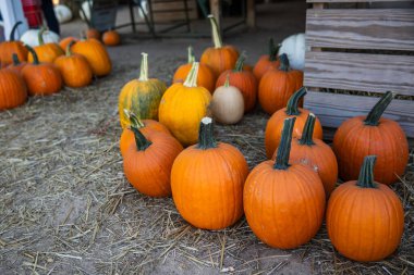 Sonbaharda Sahada Turuncu Balkabağı Tarlası ve Turuncu Balkabağı.
