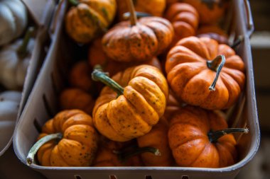 Basket of Miniature Orange Pumpkins at a Farmers Market Pumpkin Patch. clipart