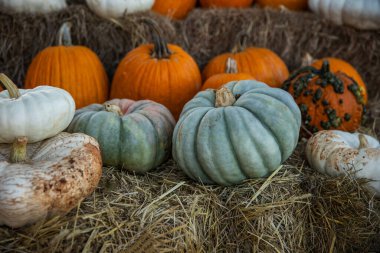 Lines of Seasonal Colorful Pumpkins Lined Up at a Fall Harvest Pumpkin Patch. clipart