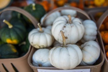 Autumn Display of Miniature White and Orange Pumpkins at a Farmers Market. clipart