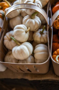 Autumn Display of Miniature White and Orange Pumpkins at a Farmers Market. clipart