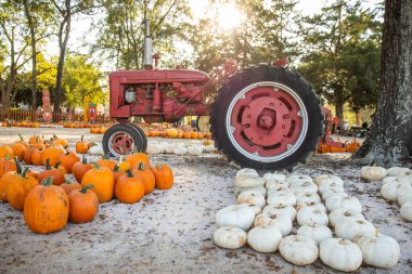 Sonbaharda Orange Pumpkins 'le Rustic Pumpkin Patch bir traktörle sahada.