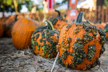 Warty Pumpkins Lined Up at a Scenic October Pumpkin Farm. clipart