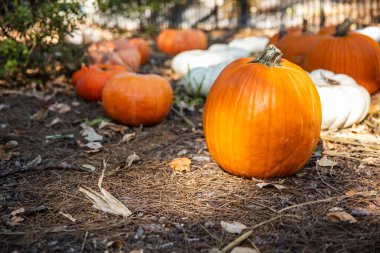 Sonbaharda Orange Pumpkins 'le Rustic Pumpkin Patch bir traktörle sahada.