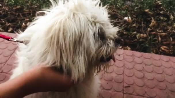 一张白色的小狗散步的照片 红色的皮带和模糊的背景 优质全息高清影片 — 图库视频影像