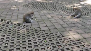 Asfaltlı bir yüzeyde dinlenen iki Balili makakın büyüleyici bir görüntüsü. Bu görüntü, Endonezya, Bali ve Maymun Ormanı 'ndaki zeki primatların doğal davranışlarını gösteriyor. İdeal