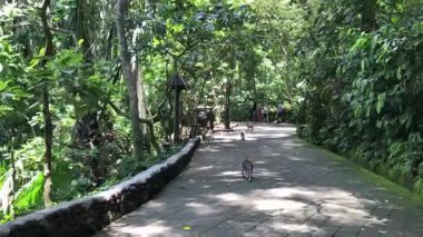 Yoğun, canlı yeşil bir ormanın içinden geçen asfalt bir yolun geniş bir görüntüsü doğal bir park ya da sığınak olduğunu gösteriyor. Güneş ışığı gölgeliklerden süzülüp, yolda benekli gölgeler yaratır.