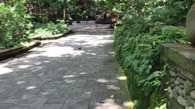 Makakların yakın çekimleri, muhtemelen uzun kuyruklu maymunlar, tımar etme davranışları, biri diğerine sataşıyor. Zengin, yeşil bir orman ortamının ortasındalar.