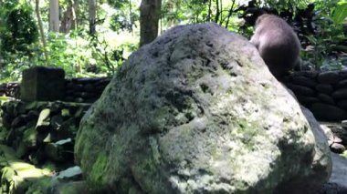 Makak bir maymunun büyüleyici bir görüntüsü, muhtemelen uzun kuyruklu bir maymun, yemyeşil bir orman ortamında oturuyor ya da bakıyor. Maymun, yosun kaplı taş bir duvarın ya da antik