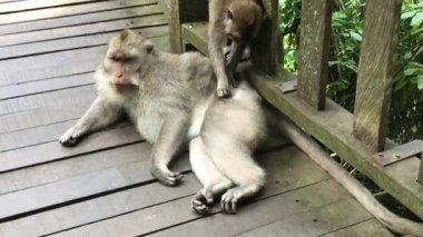 Bu resim, canlı yeşil yapraklarla çevrili, tahta bir yürüyüş yolu ya da köprüde uzanan ve etkileşen macaque maymunlarıyla huzurlu bir anı yakalar. Manzara doğal bir yaşam alanını işaret ediyor, bir ormanı.