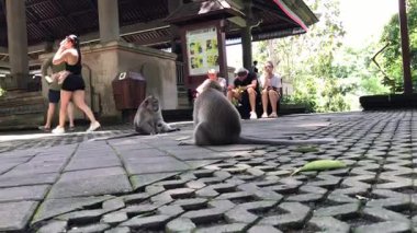 Bu geniş açı turistleri açık hava sığınağı ya da tapınak girişi gibi görünen yerde oturup maymunları gözlemlerken yakalıyor. Maymunlar ön planda asfalt zeminde dururken,