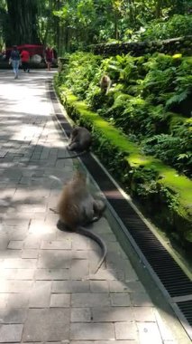 Bu gizli dikey çekim, muhtemelen doğal yaşam alanlarını oluşturan yemyeşil tropikal yapraklar ve antik ağaçlarla asfalt bir yürüyüş yolunda uzanan ve etkileşen birkaç maymun yakalar.