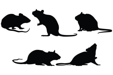 Degu Siluet Vektörü Siyah Simgeleri Çeşitli Pozisyonlarda Ayarla