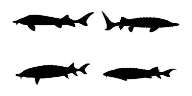 Atlantic Salturgeon Siluet Vektörü Beyaz Arkaplanda Deniz ve Vahşi Yaşam Tasarımı İçin Çeşitli Pozisyonlarda Balık Resimleri Ayarladı