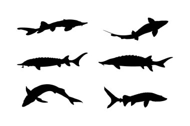 Atlantic Salturgeon Siluet Vektörü Beyaz Arkaplanda Deniz ve Vahşi Yaşam Tasarımı İçin Çeşitli Pozisyonlarda Balık Resimleri Ayarladı