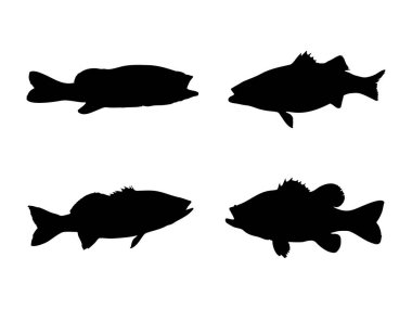 Deniz kabuğu ve Barramundi balık silueti taşıyıcı set siyah deniz balığı simgeleri beyaz arka planda izole edildi