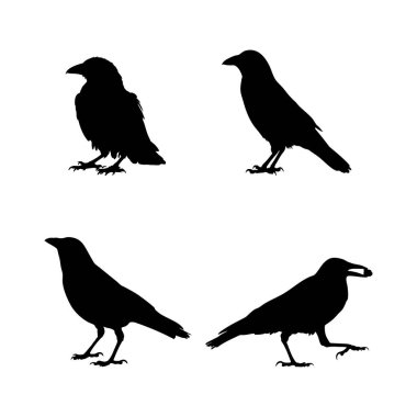 Karga Siluet Vektörü Beyaz Arkaplanda İzole Edilmiş Siyah Kuş Sembolleri Koleksiyonunu Ayarla