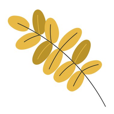 Oval Sonbahar Yaprakları Beyaz Arkaplanda İzole Edilmiş Sarı Akasya Ağacı Dalları