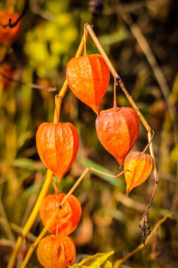 Physalis alkekengi - sonbahar bahçesinde bulunan turuncu alkekengi fenerleri. Dikkati dağılmış. Yüksek kalite fotoğraf