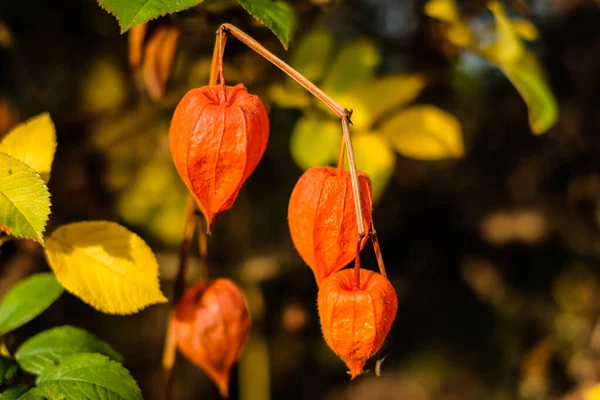 stock image Physalis alkekengi - orange lanterns of physalis alkekeng in a autumn garden. Defocused. High quality photo