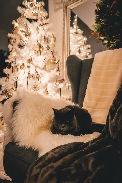 Hermoso Gato Gris Está Tumbado Sillón Con Árbol Navidad Fondo —  Fotos de Stock
