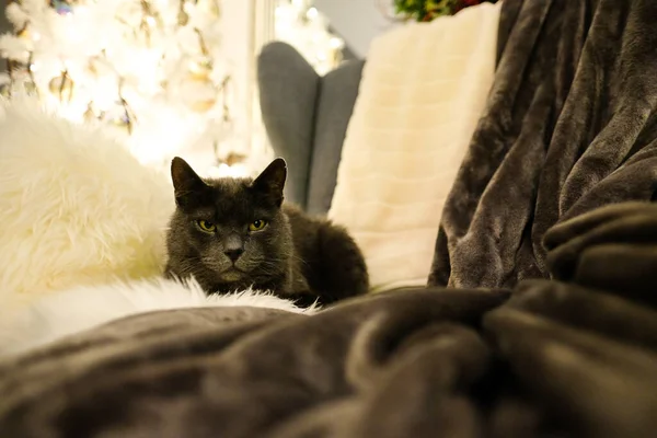 Vacker Grå Katt Ligger Solstol Med Julgran Bakgrunden Julstämning Oskärpa — Stockfoto