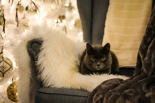 Krásná Šedá Kočka Leží Lenošce Vánočním Stromečkem Pozadí Vánoční Duch — Stock fotografie