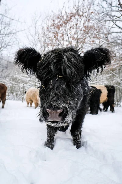 Galloway cattle breed cows in winter. Selective focus. High quality photo