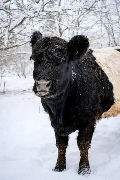 Galloway cattle breed cows in winter. Selective focus. High quality photo