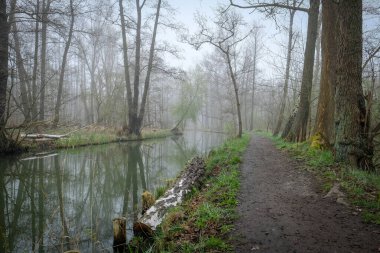 Bahar aylarında, Almanya 'nın Brandenburg eyaletinde, Luebbenau eyaletinde, Spreewald' da bulunan Biyosfer rezervi Spreewald ormanında su kanalı. Yüksek kalite fotoğraf