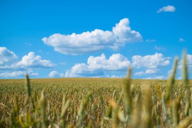 Güneşli bir yaz gününde güzel bir buğday tarlası. Yüksek kalite fotoğraf