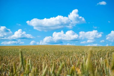 Güneşli bir yaz gününde güzel bir buğday tarlası. Yüksek kalite fotoğraf