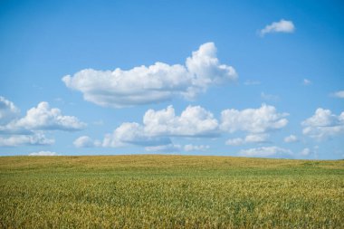 Güneşli bir yaz gününde güzel bir buğday tarlası. Yüksek kalite fotoğraf