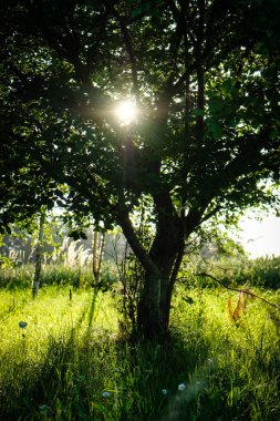 Güzel bir yaz akşamında kır evinde bir bahçe ve elma ağaçları. Yüksek kalite fotoğraf