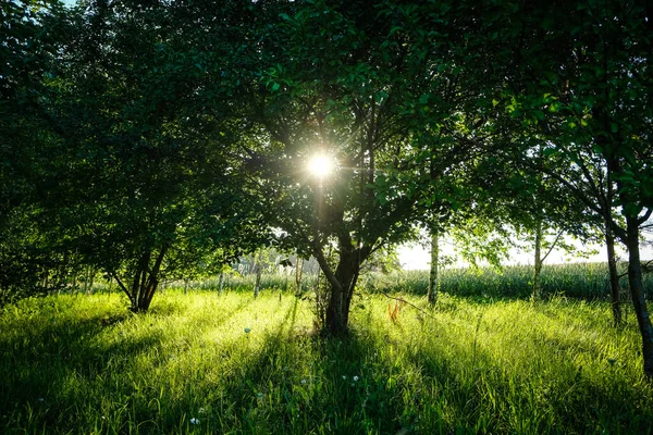 Een Tuin Een Landhuis Appelbomen Een Mooie Zomeravond Hoge Kwaliteit — Stockfoto
