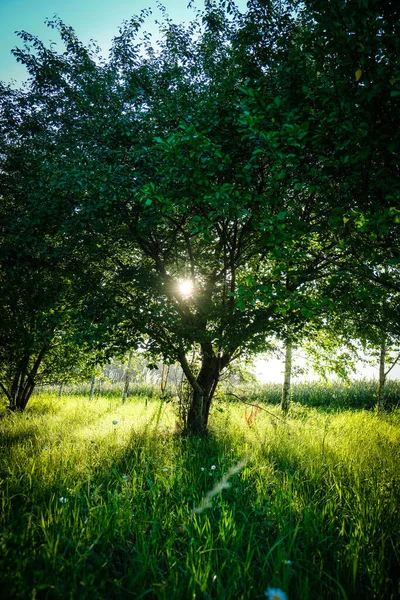 Een Tuin Een Landhuis Appelbomen Een Mooie Zomeravond Hoge Kwaliteit — Stockfoto