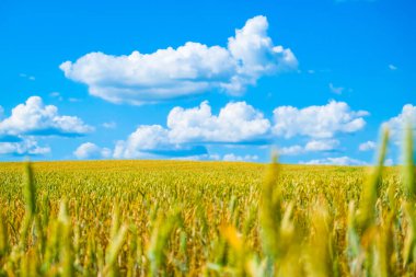 Güneşli bir yaz gününde güzel bir buğday tarlası. Yüksek kalite fotoğraf