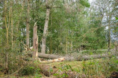 Letonya 'daki fırtınanın sonuçları, Zemgale. 7 Ağustos 'ta Letonya' da şiddetli bir kasırga çıktı ve ağaçlar devrildi ve evler hasar gördü. Fırtına tarafından kırılan ağaçlar. Yüksek kalite fotoğraf