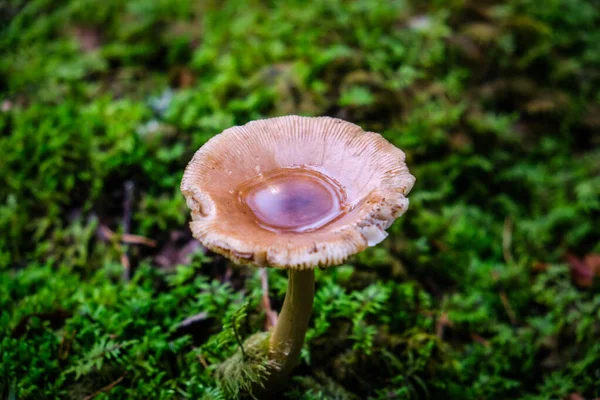 Beautiful Autumn Mushrooms Forest Mushroom Picking High Quality Photo — Stock Photo, Image