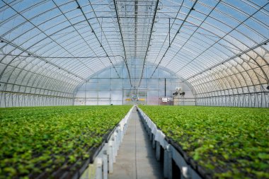 Çeşitli bitkilerin, yeşil ve ağaç fidanlarının yetiştiği büyük, yeni, endüstriyel bir sera. Yüksek kalite fotoğraf