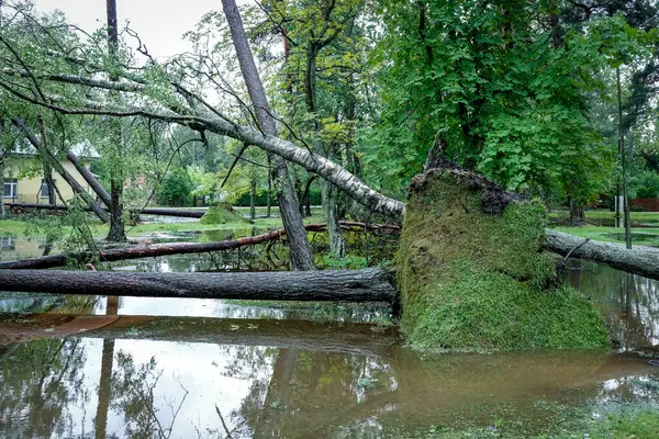 stock image Jurmala, Latvia - July 29, 2024: Aftermath of the storm in the Latvian city of Jurmala. The huge storm broke several hundred trees and caused floods in the resort town of Jurmala. High quality photo