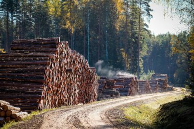 Ağaç kesme, ormanda çalışma, ağaç kesme, kesilmiş ağaçlar. Ormandaki kereste yığınları. Yüksek kalite fotoğraf