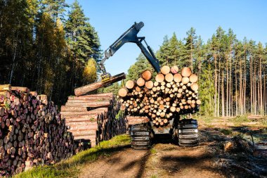 Tahta nakli için traktör. Kütüklerle dolu bir traktör. Orman traktörü. Yüksek kalite fotoğraf