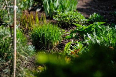 Canlı, bakımlı, dekoratif Rock ve Mulch 'la süslü bir çiçek bahçesi. Peyzaj, bahçıvanlık, bahçe tasarımı ve doğa estetiği ile ilgili konular için ideal bir imaj. Yüksek kalite fotoğraf