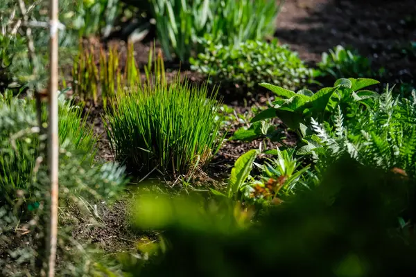 Canlı, bakımlı, dekoratif Rock ve Mulch 'la süslü bir çiçek bahçesi. Peyzaj, bahçıvanlık, bahçe tasarımı ve doğa estetiği ile ilgili konular için ideal bir imaj. Yüksek kalite fotoğraf