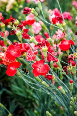Klatovy, Çek Cumhuriyeti - 3 Temmuz 2025: Ünlü Klatovy karanfilleri. 1813 'ten beri, burada çok sayıda parlak renkli tür üretildi. Yüksek kalite fotoğraf