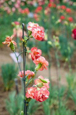 Klatovy, Çek Cumhuriyeti - 3 Temmuz 2025: Ünlü Klatovy karanfilleri. 1813 'ten beri, burada çok sayıda parlak renkli tür üretildi. Yüksek kalite fotoğraf