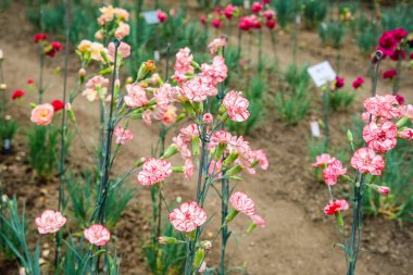 Klatovy, Çek Cumhuriyeti - 3 Temmuz 2025: Ünlü Klatovy karanfilleri. 1813 'ten beri, burada çok sayıda parlak renkli tür üretildi. Yüksek kalite fotoğraf