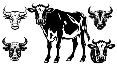 İnek kafası maskotu logosu, rozet, amblem ya da baskı için tasarım, inek çiftliği logosu tasarımı, Vektör illüstrasyonu